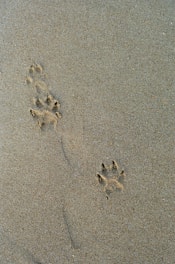 a dog paw prints in the sand on a beach