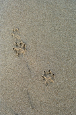 a dog paw prints in the sand on a beach