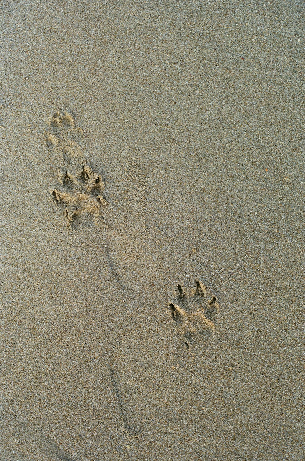 a dog paw prints in the sand on a beach