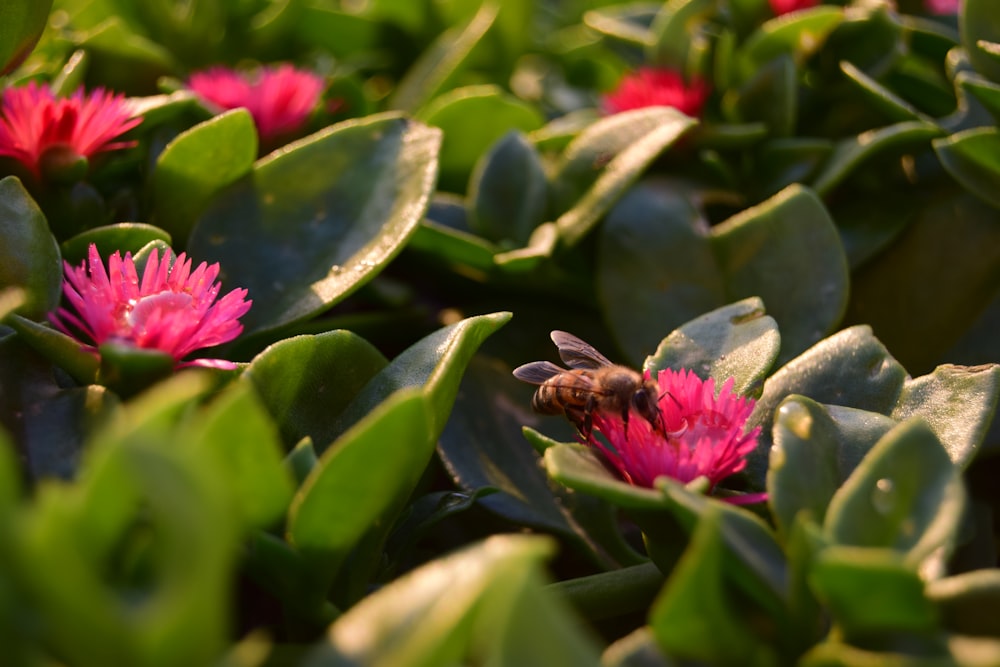 a bee sitting on top of a pink flower