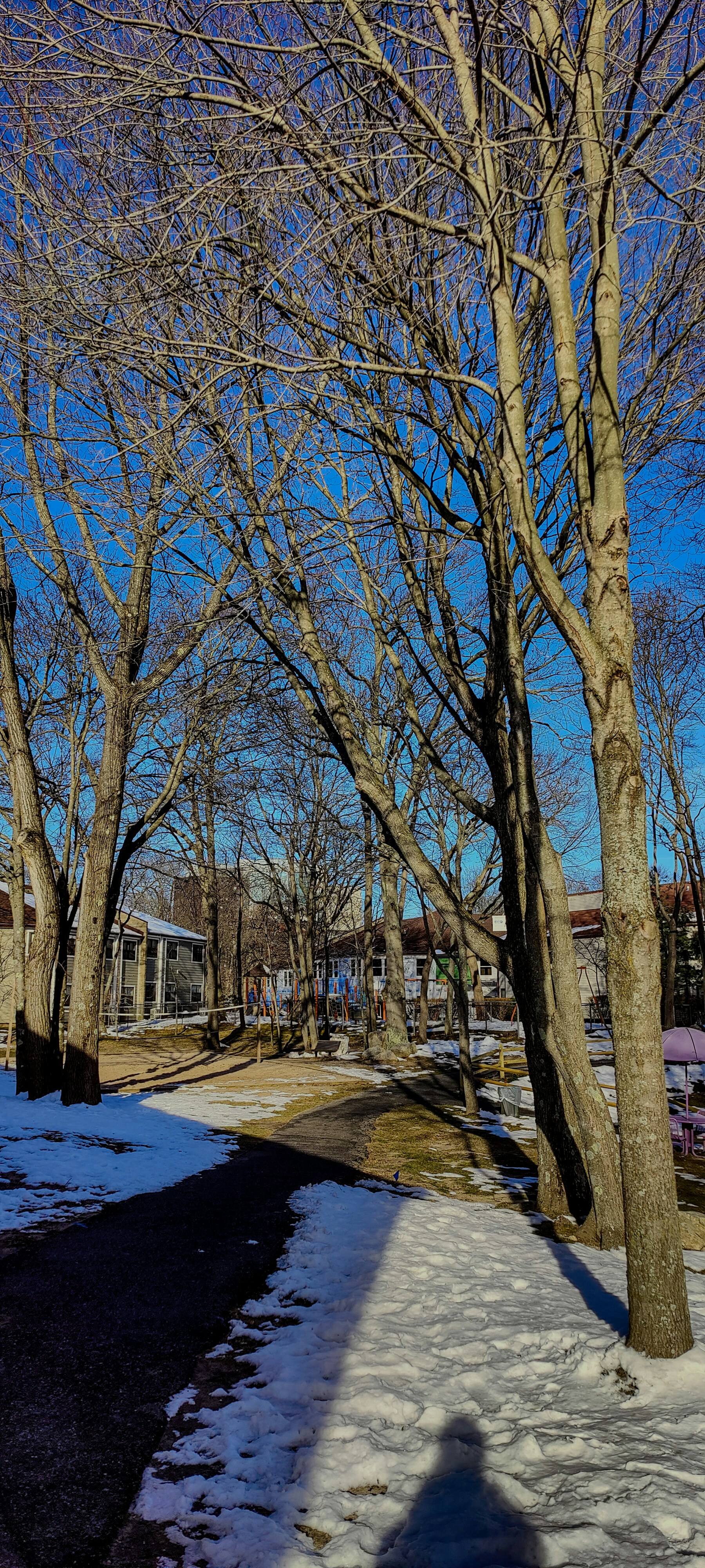 A street lined with trees covered in snow photo Free Chapin
