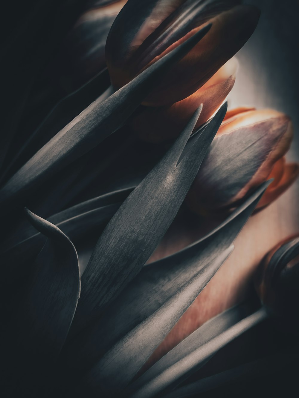 a black and white photo of a bunch of flowers