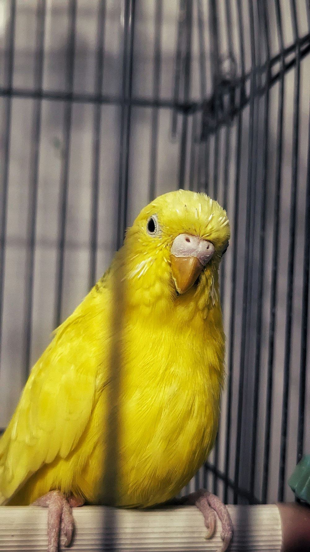 a yellow bird sitting on top of a cage