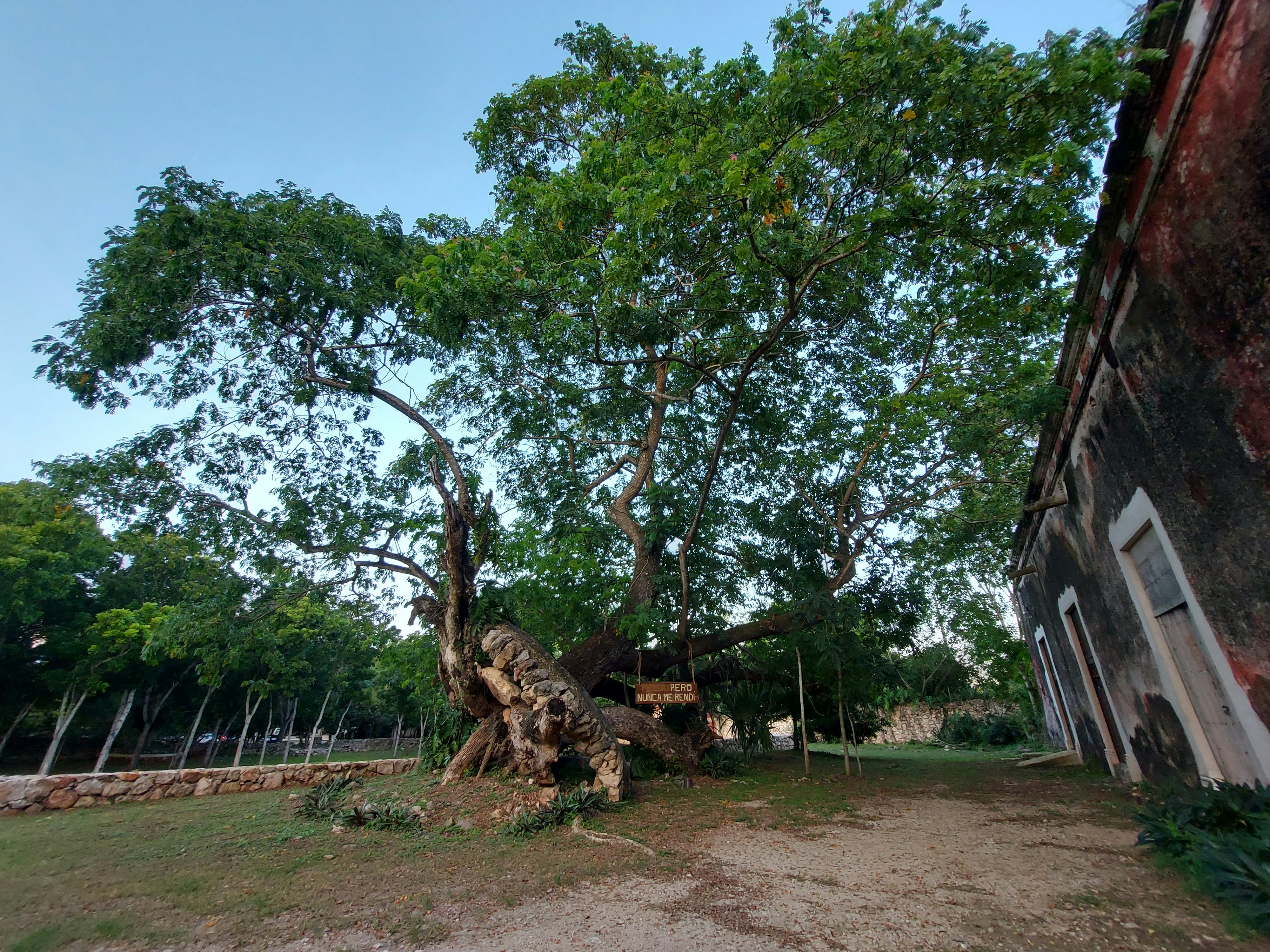 "Banyan Tree"