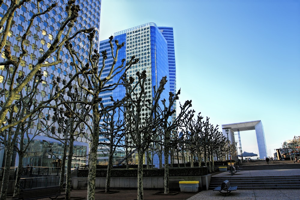 a row of trees in front of a tall building