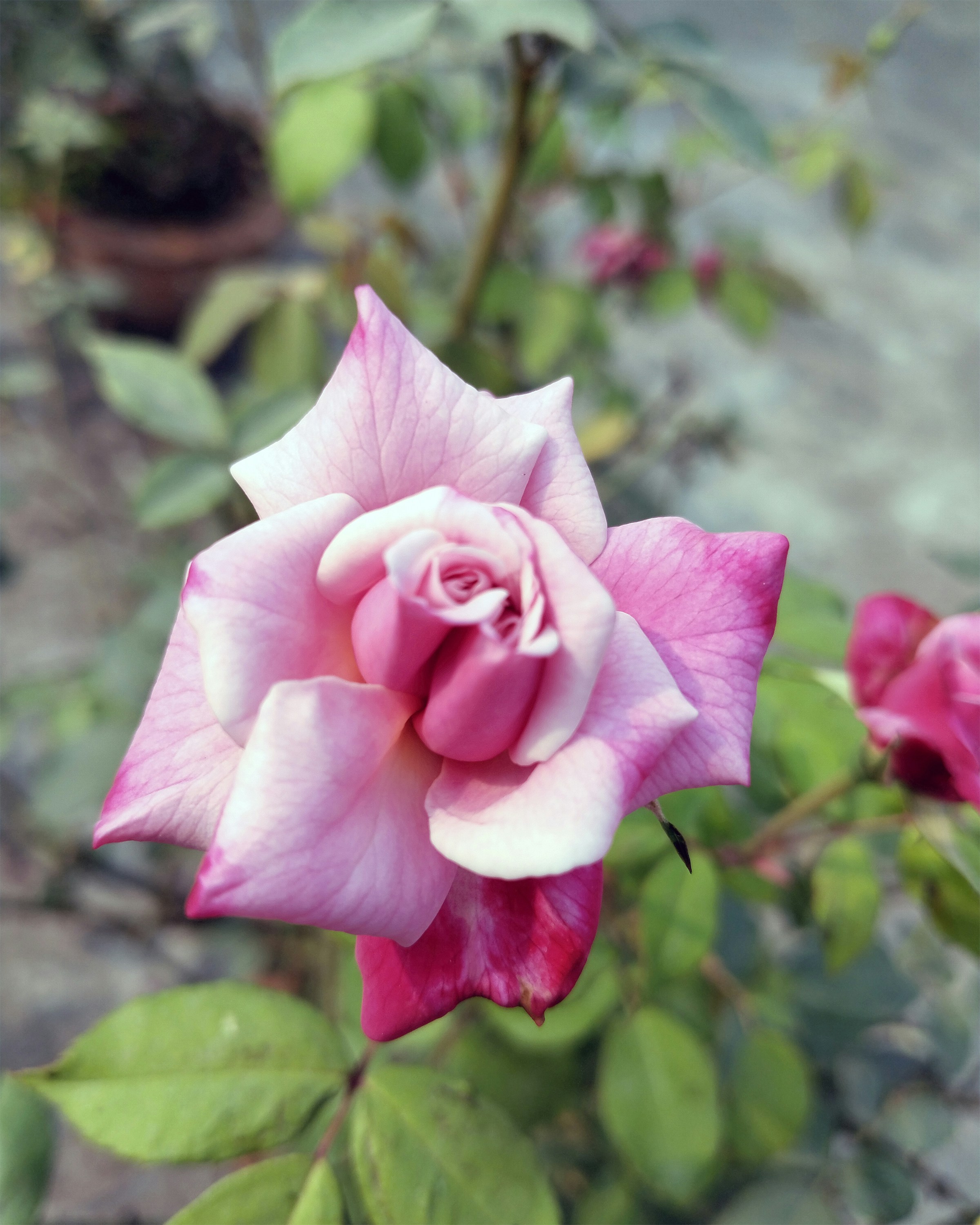 a pink rose is blooming in a garden
