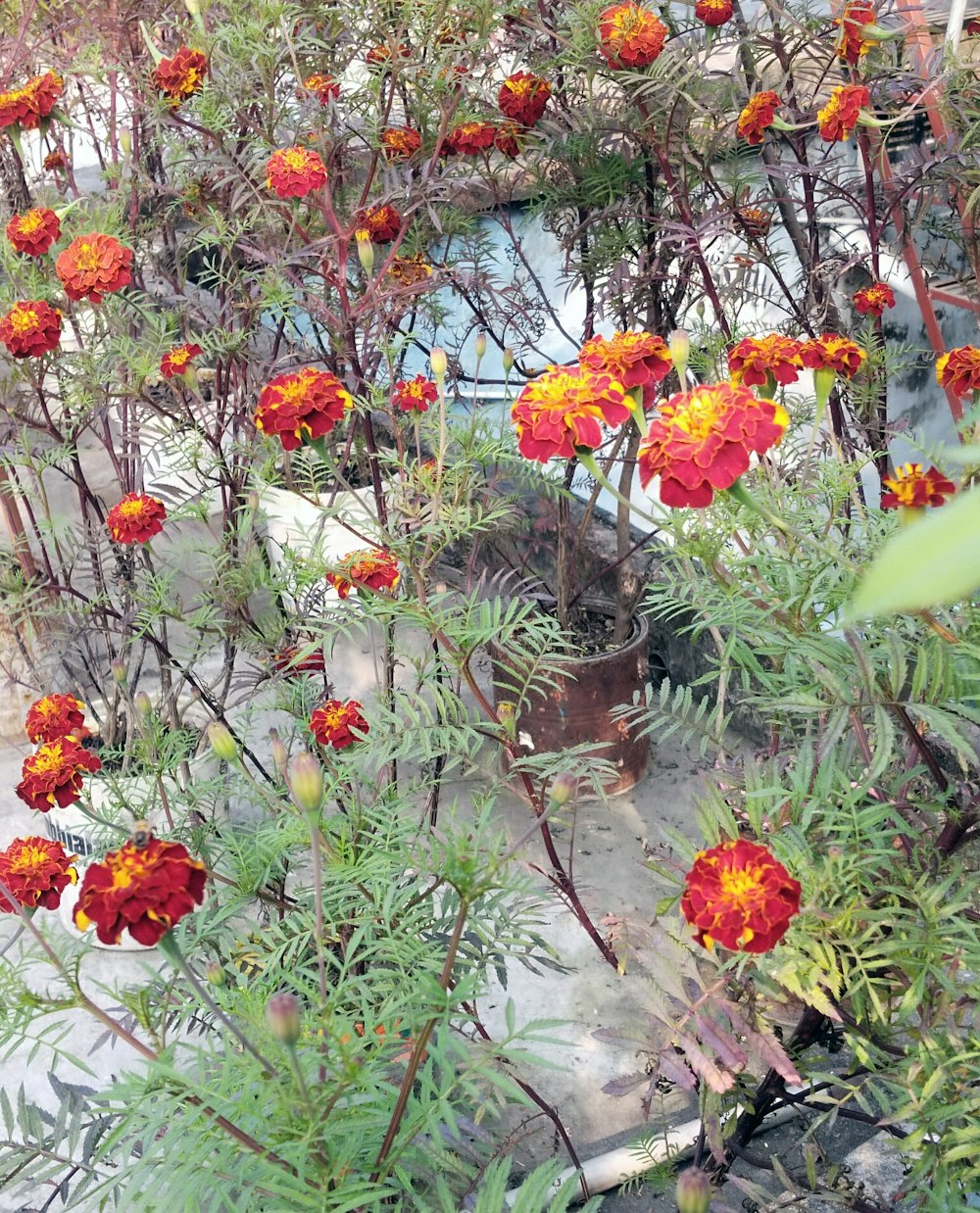 a bunch of flowers that are in a planter