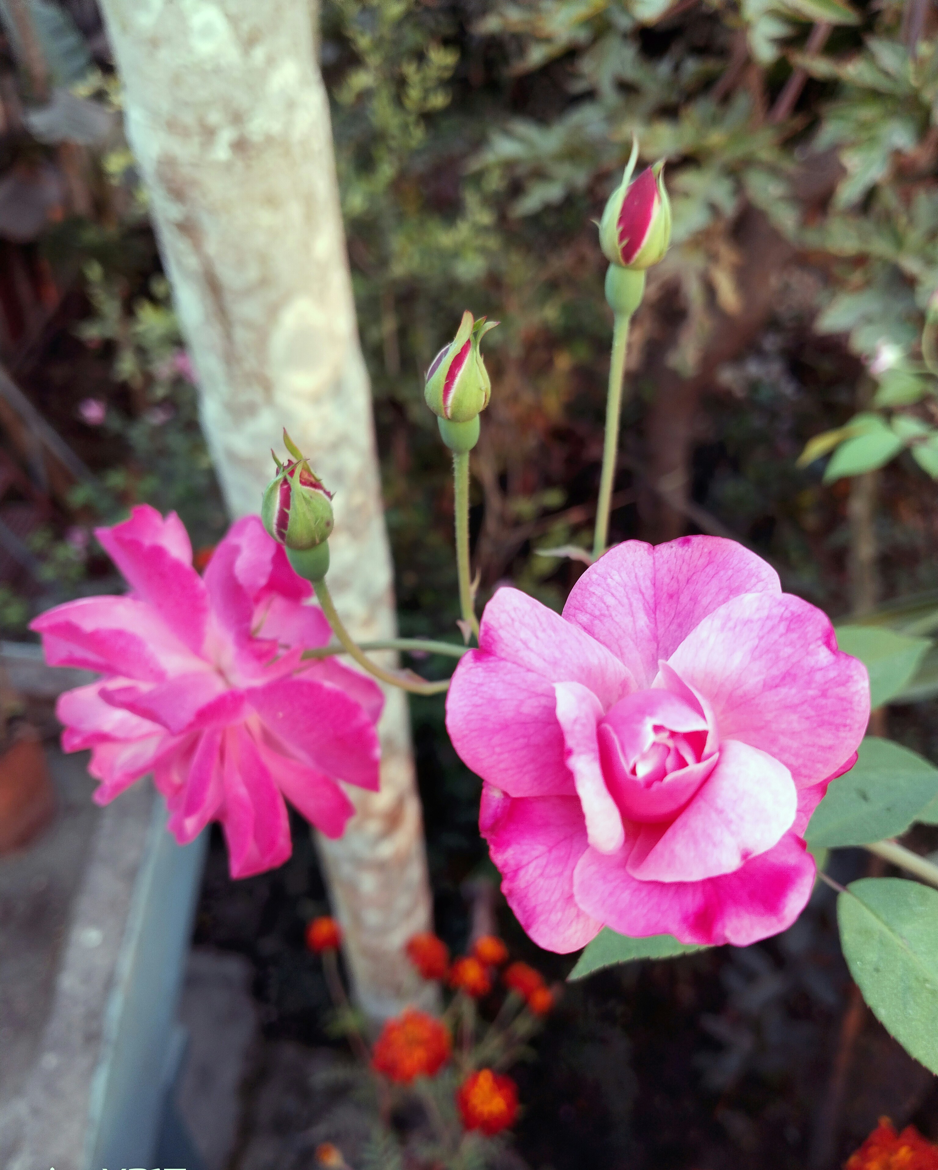 Photo by mahinishrak