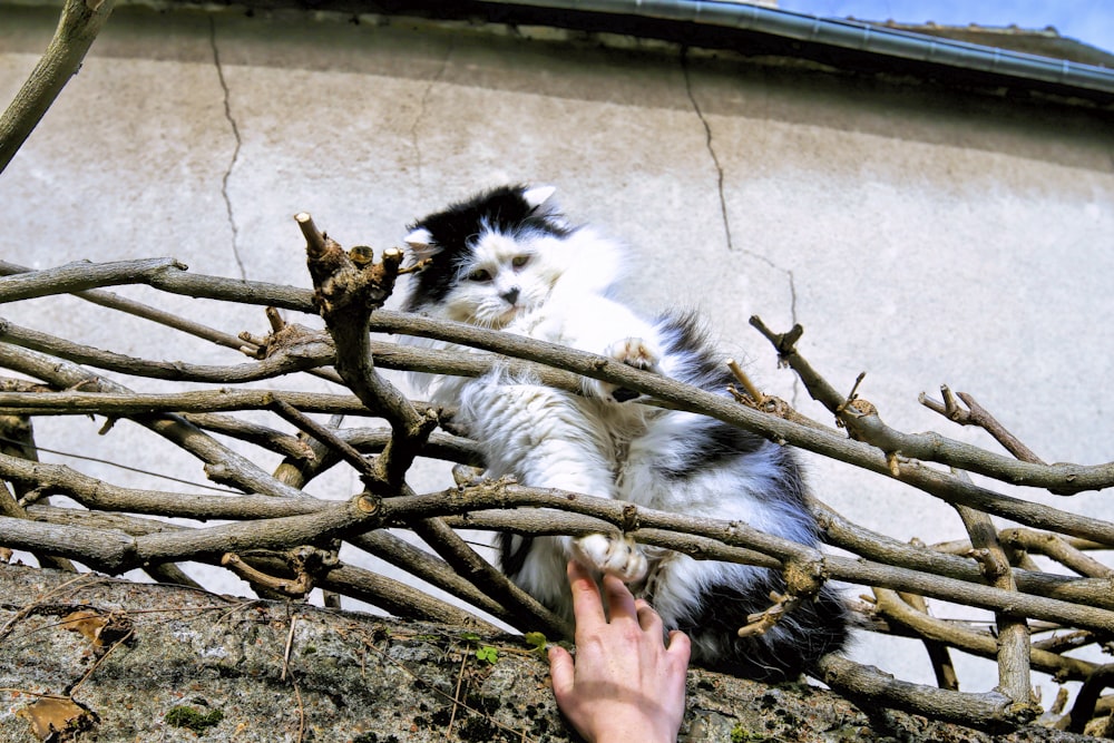 a cat climbing a tree branch with a hand reaching for it