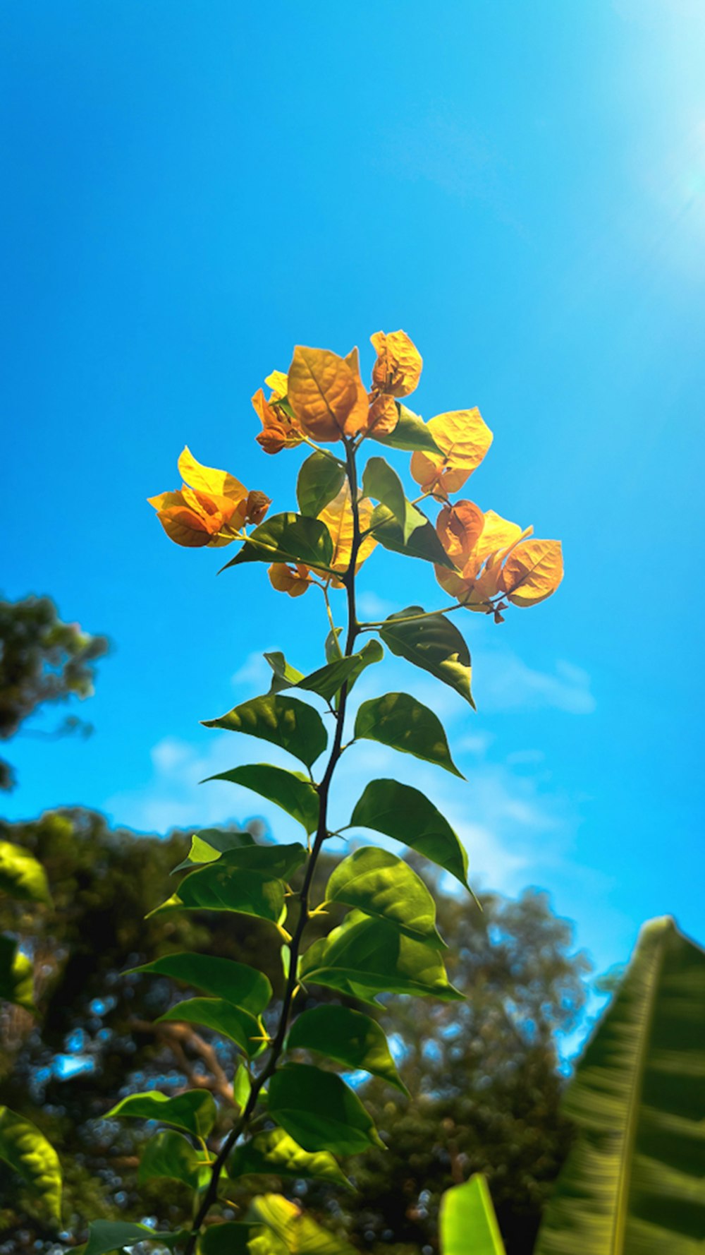 a yellow flower is in the foreground with a blue sky in the background
