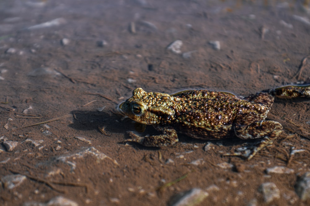 a frog sitting on the ground in the dirt