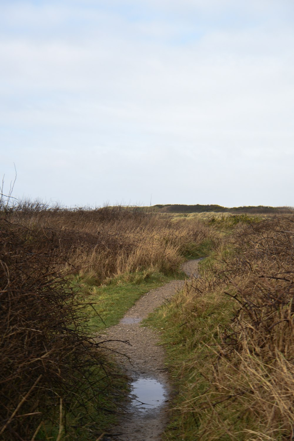 a path in the middle of a grassy field