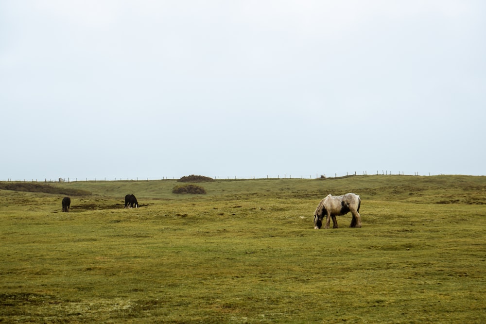 a white horse grazing in a field of grass