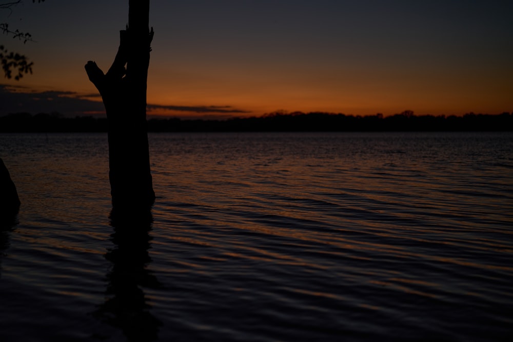 a tree in the middle of a body of water