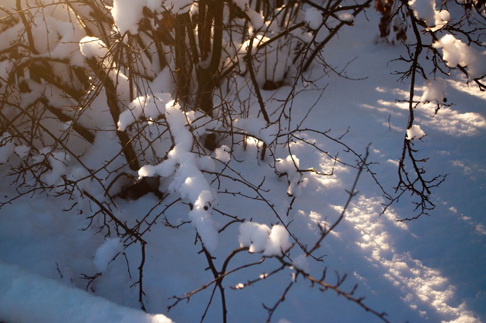 a bush covered in snow next to a fence