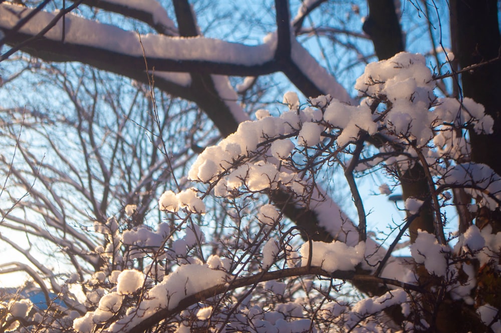 a snow covered tree branch with a blue sky in the background