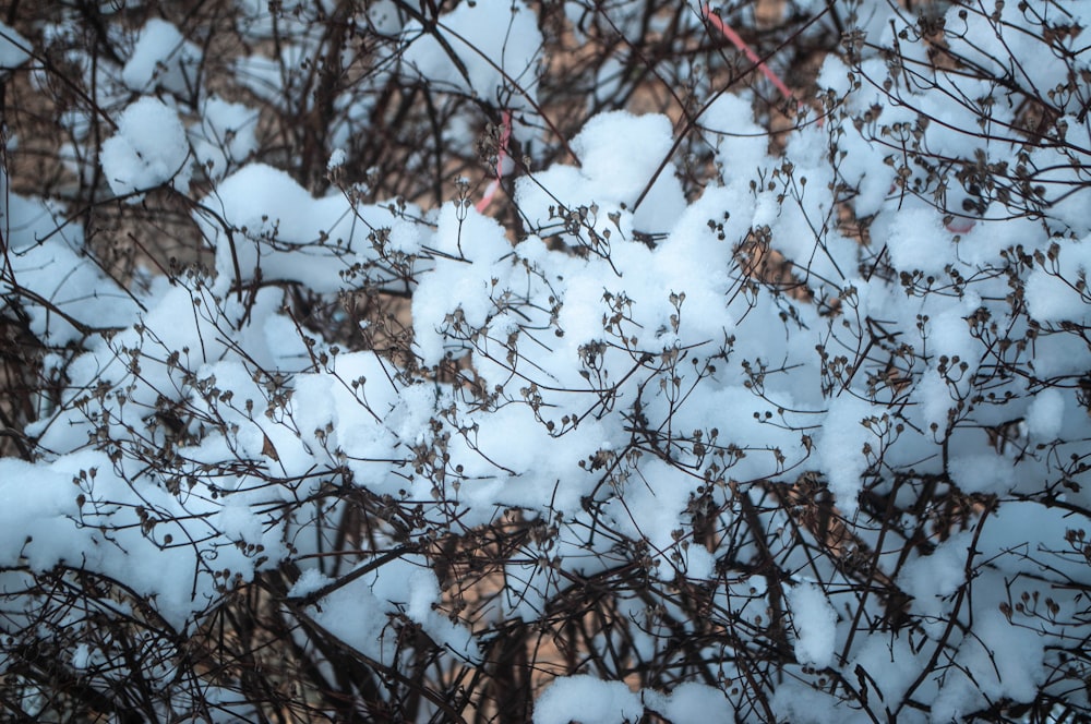 a bird is perched on a branch in the snow