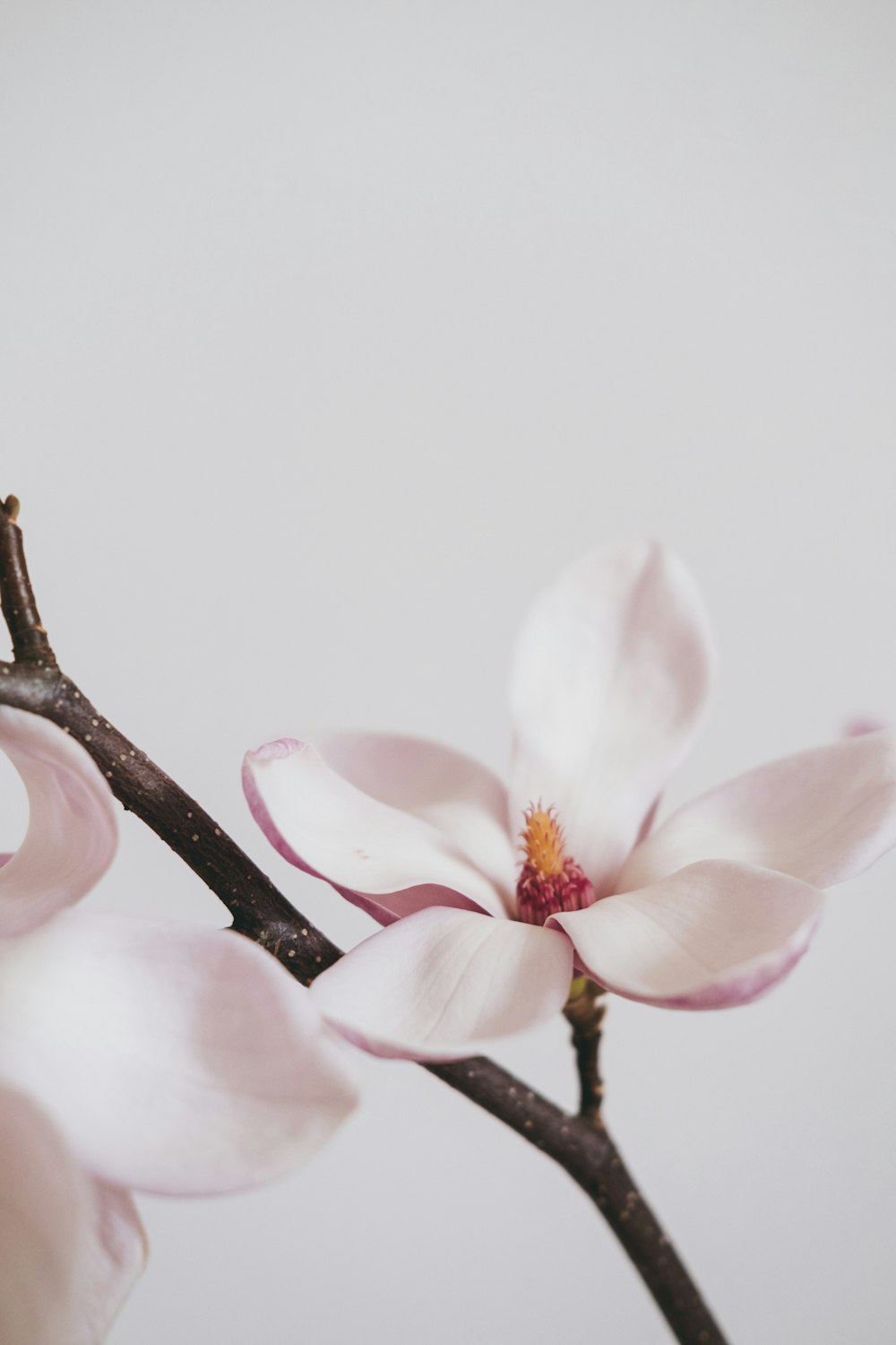 a close up of a flower on a tree branch