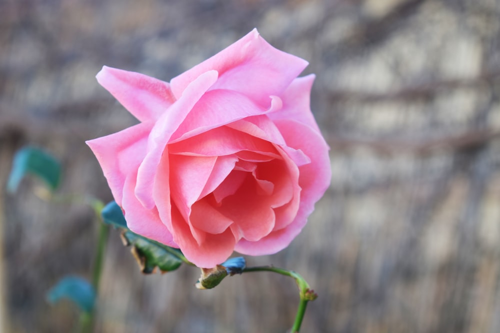 a single pink rose is blooming in a garden