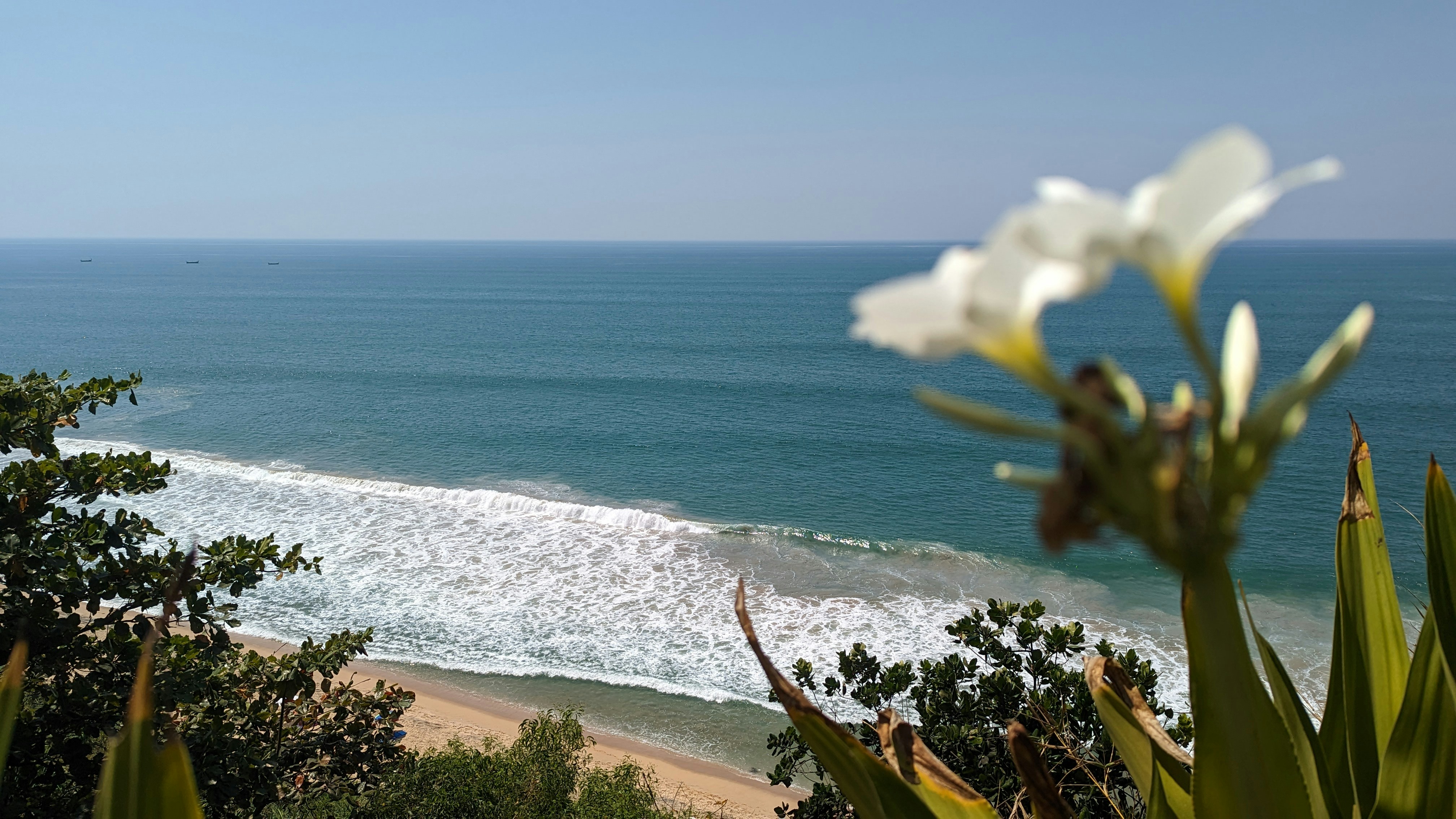 a view of a beach with a white flower in the foreground