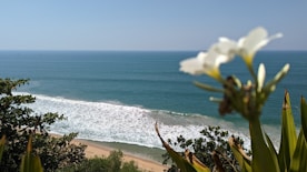 a view of a beach with a white flower in the foreground