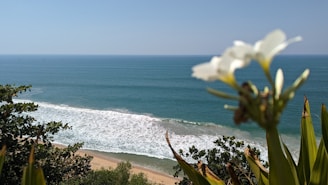 a view of a beach with a white flower in the foreground