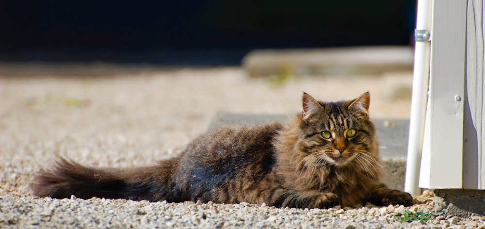 a cat laying on the ground next to a door