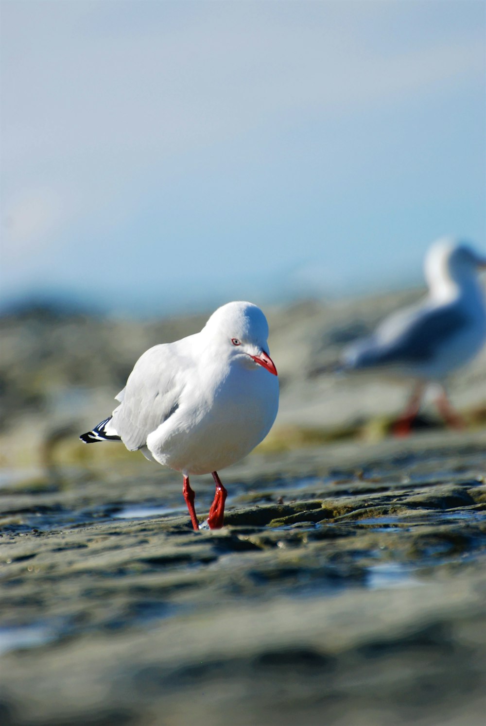 a couple of seagulls standing on top of a sandy beach