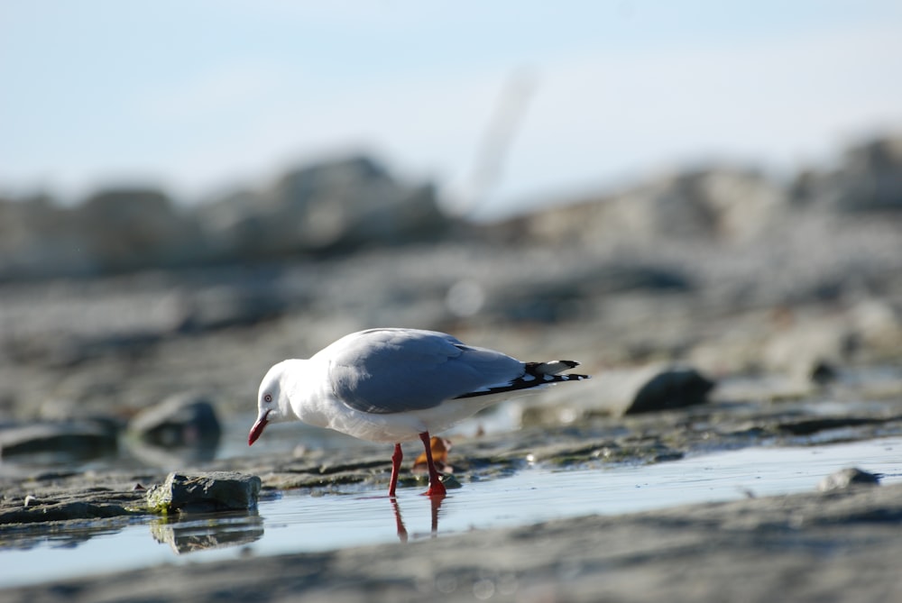 a white bird standing on top of a sandy beach