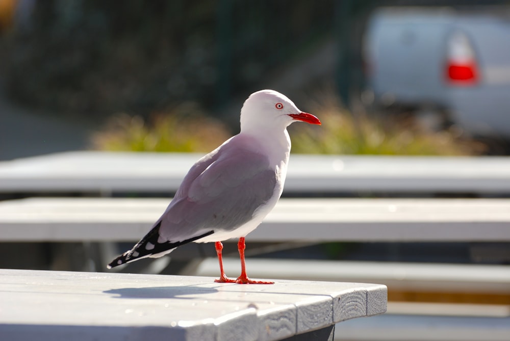 a seagull is standing on a picnic table