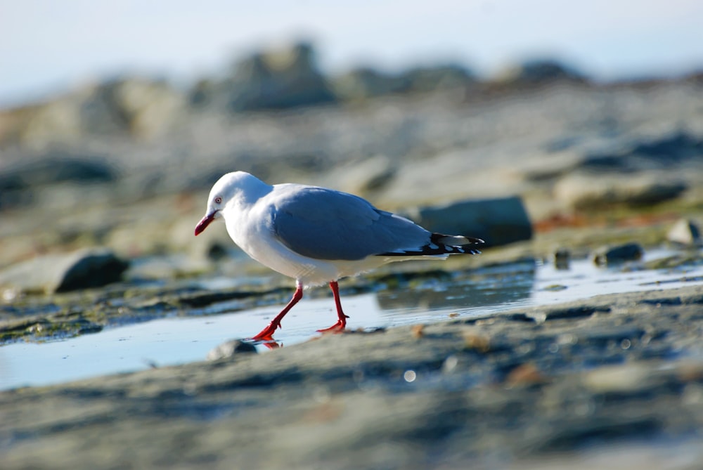 a seagull walking on a rocky beach next to a body of water