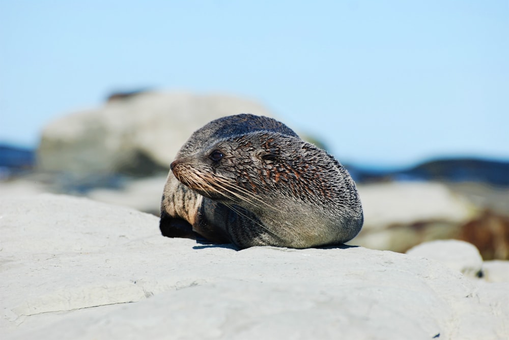 a seal sitting on top of a large rock