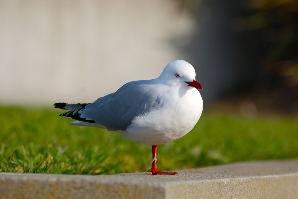 a white bird standing on top of a cement slab