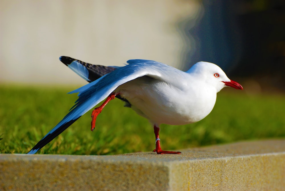 a blue and white bird standing on top of a cement block