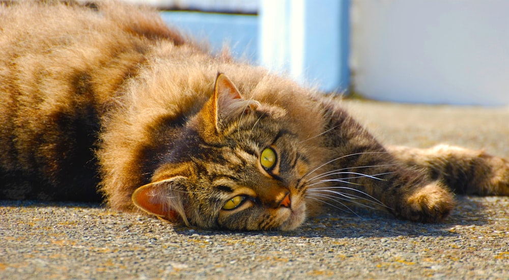 a cat laying on the ground with it's eyes open