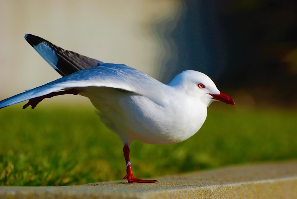 a white bird with a red beak standing on the ground