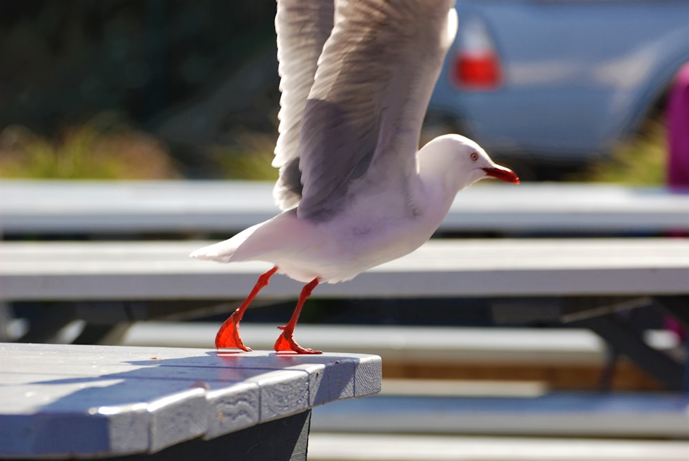 a white bird standing on top of a blue bench