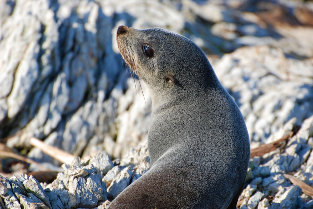 a sea lion sitting on a rocky beach