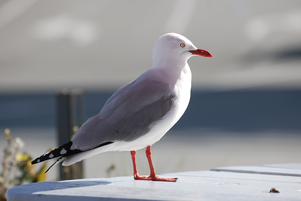 a seagull is standing on a table outside