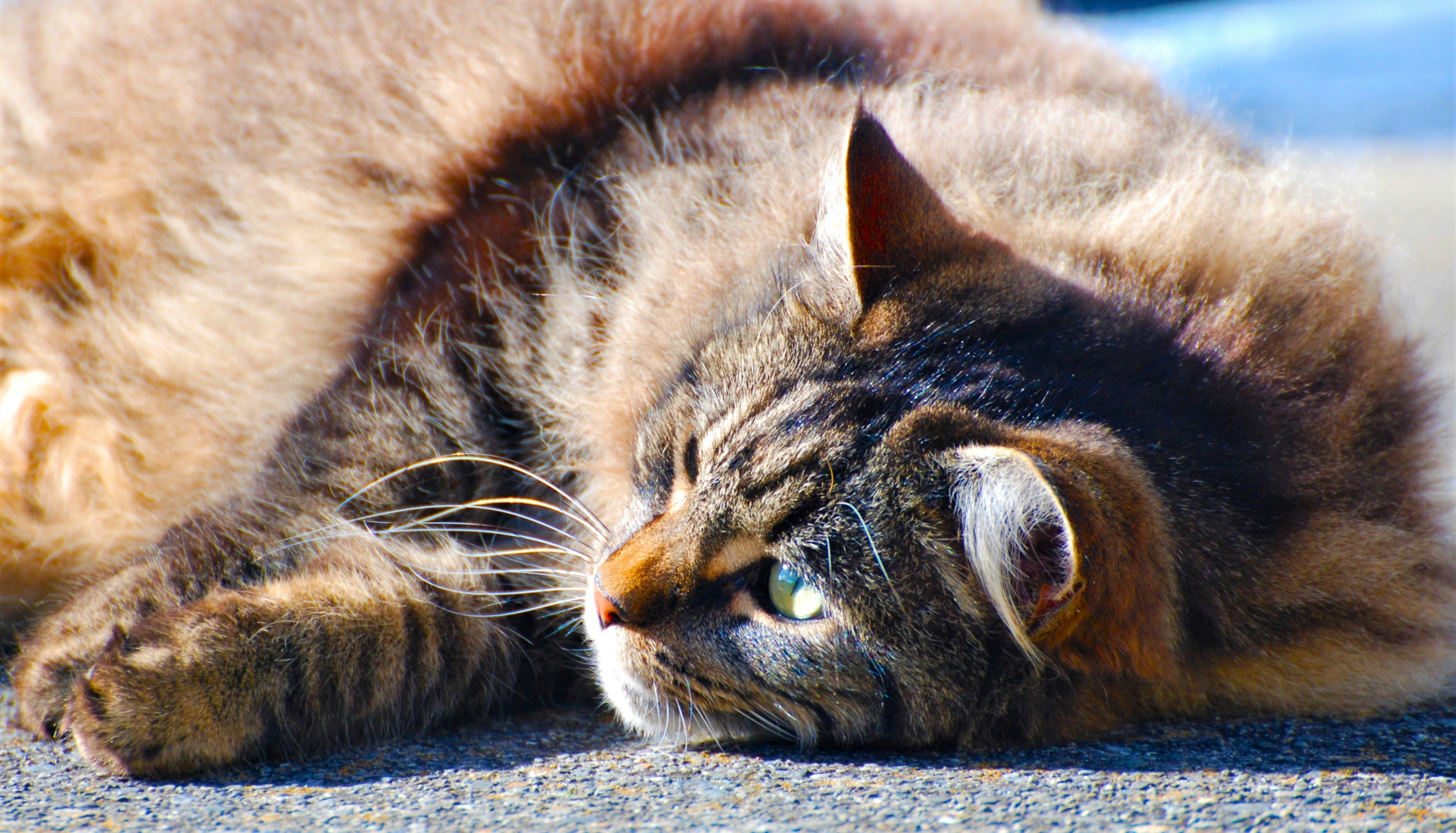 A Personality That Wins Hearts (image credits: unsplash)