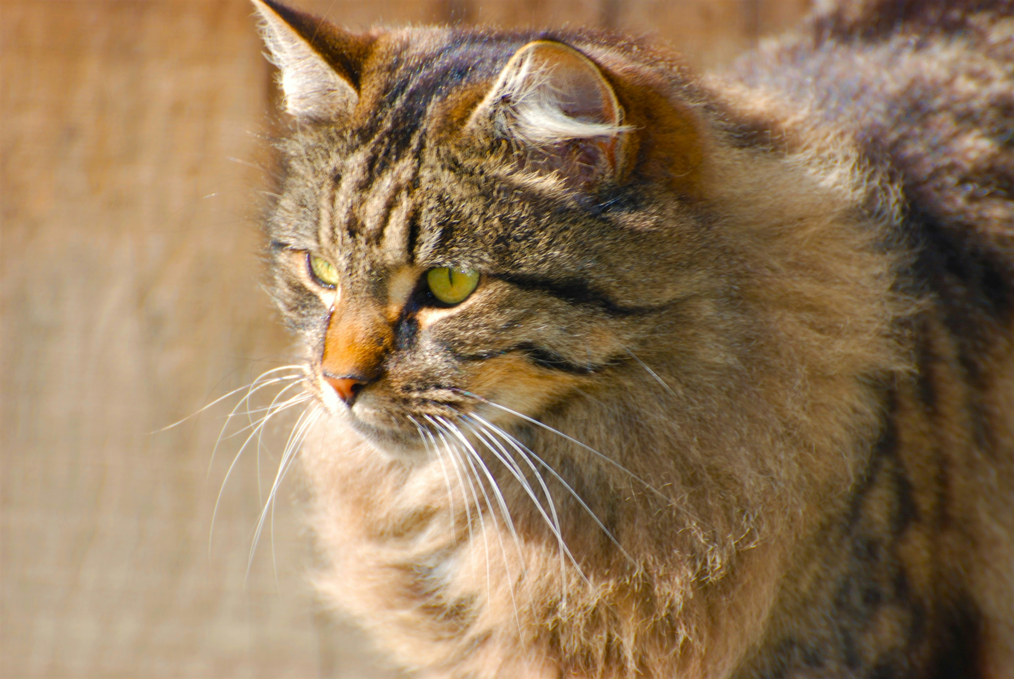 a close up of a cat on a wooden surface