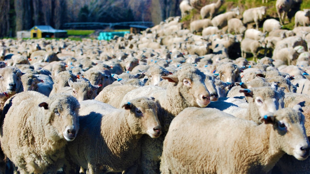a large herd of sheep standing in a field