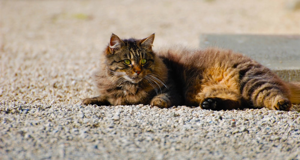 a cat laying on the ground next to a cement step