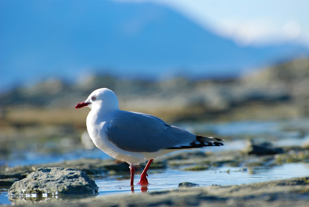 a seagull standing in shallow water on a rocky beach