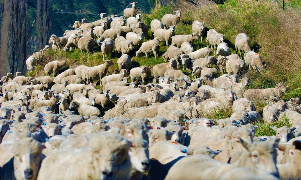 a large herd of sheep walking up a hill
