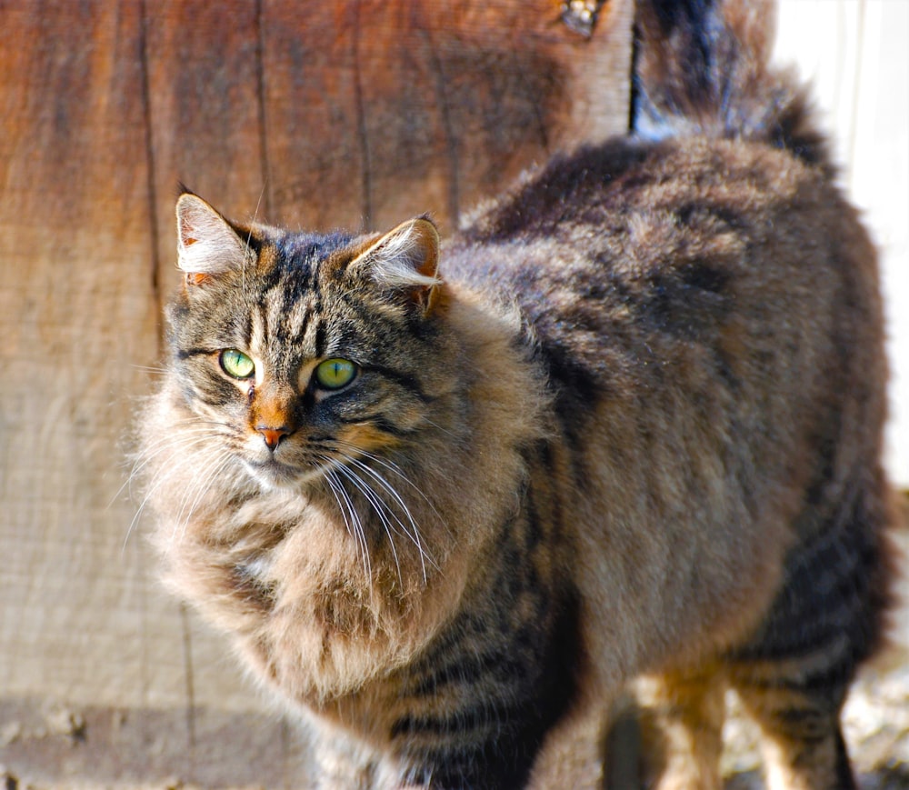 a cat standing in front of a wooden fence