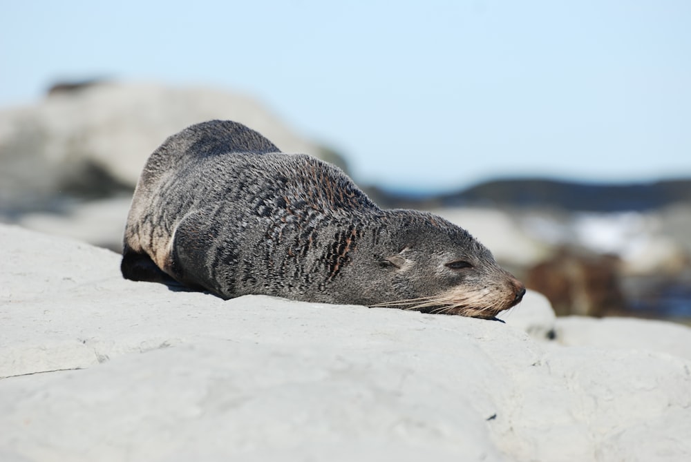 a seal laying on top of a large rock