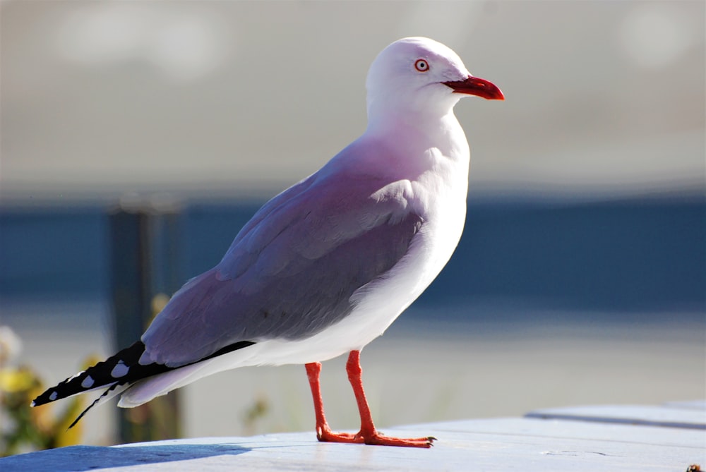 a white and grey bird standing on a ledge