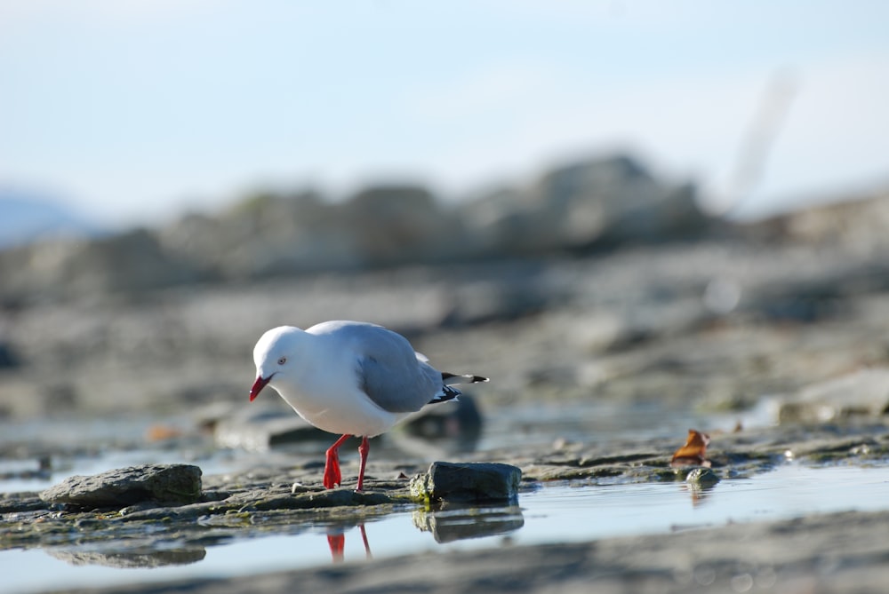a seagull standing on a rocky beach next to a body of water
