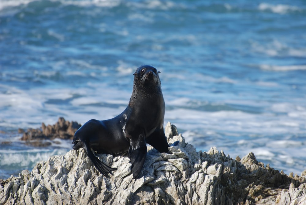 a sea lion sitting on top of a rock next to the ocean